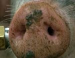 Украина запретила ввоз свинины с территории Северного Кавказа