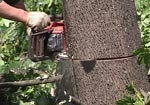 В Волчанском районе мужчину привалило деревом