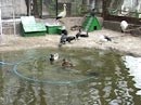 В Харьковском зоопарке - экспозиция черных лебедей и пеликанов