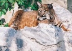 Сегодня из Харьковского зоопарка исчез хищник - рыжая рысь по кличке Таисия