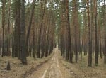 Больше ста деревьев незаконно спилили в лесничествах Харьковщины