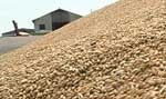 Азербайджану предлагают купить пятую часть всего харьковского урожая