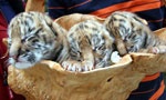 В Харьковском зоопарке появились тигрята