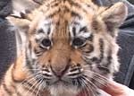 Уссурийские тигрята вышли в свет