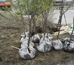 Почти пять тысяч деревьев и около полутора миллионов цветов высажено в Харькове в прошлом году