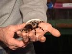 Необычная выставка домашних животных. Харьковчане показали ядовитых пауков