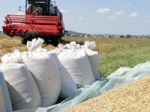 С начала года в Харьковской области реализовали 117 тысяч тонн зерна