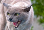 Больная бешенством кошка стала причиной карантина на четырех улицах Люботина