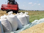 Харьковские аграрии распродают зерно