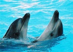Уже в этом году планируется открыть харьковский дельфинарий
