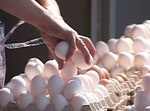 Госкомстат: яйца подешевели на 12,8%, фрукты – на 2,6%