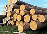 В Первомайском лесничестве незаконно вырубили почти 500 дубов и более 100 кленов