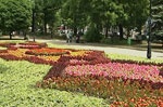 В Харькове высадят около двух миллионов цветов