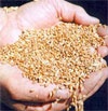 В Киеве на торгах продается харьковское зерно
