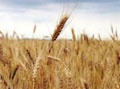 Аграрии Харьковщины получат аванс за зерно