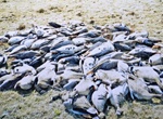 Массовая гибель диких гусей не связана с птичьим гриппом