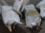 На дамбе Краснопавловского водохранилища найдено еще 400 мертвых гусей
