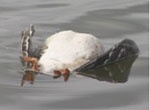 Птичий грипп исключен. Причиной гибели диких гусей на Краснопавловском водохранилище стало отравление