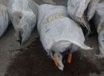 На Краснопавловском водохранилище до сих пор убирают тушки птиц