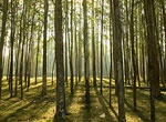 На Харьковщине начали восстанавливать леса