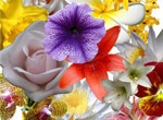 В Харькове расцветет два миллиона цветов