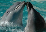Харьковский дельфинарий откроется в День защиты детей. Посетителей будут развлекать Геша и Миша