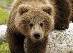 Харьковский зоопарк подарит ялтинскому медведя