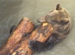 Харьковский зоопарк подарит медведя Матвея ялтинскому зверинцу
