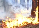 В Печенежском районе горит лес. Пожар уже верховой
