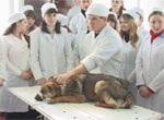 Харьков стал бороться с бездомными животными гуманными методами