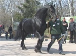 Выставку лошадей в зоопарке обещают сделать традицией