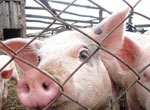 Запрещен ввоз на территорию Украины живых свиней из Мексики, США, Канады и Новой Зеландии