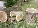 Вырубкой деревьев в парке Артема займутся правоохранители