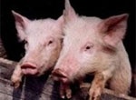 В ООН не обнаружили связи нового гриппа со свиньями