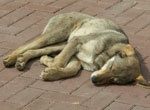 В Харькове снова начнут усыплять бездомных животных - гуманными методами с проблемой не справиться
