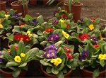 В пятницу в саду Шевченко откроется выставка цветов