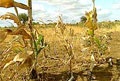 В Украине может быть засуха