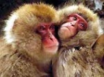 В Харьковском зоопарке новоселы - пара японских макак
