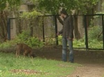 Власти города обещают оборудовать 85 мест для выгула собак. Пока же из-за четвероногих на спортплощадках в школах срываются уроки физкультуры