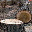 Скандал вокруг вырубки деревьев