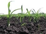 Посевы озимых и яровых зерновых культур в хозяйствах Харьковщины - в отличном состоянии