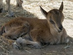В Харьковском зоопарке родился винторогий козленок
