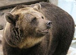 Завтра в зоопарке проводят День медведя