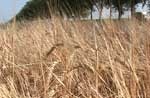 Аграрии области могут недосчитаться 20-25% урожая пшеницы