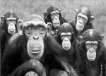 Завтра в Харьковском зоопарке пройдет праздник «Шимпанзе и компания»