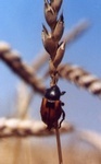 Харьковскую пшеницу съедают вредители, а зерно не «наполняется»
