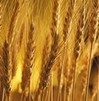 Рекордного урожая ранних зерновых в этом году не будет – Виктор Зверев