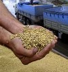 Продаже отечественного зерна за рубеж мешают украинские посредники