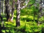 Площадь заповедных лесов на Харьковщине увеличат на 18 тысяч гектаров