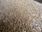 На Харьковщине собран первый миллион тонн зерна нового урожая
